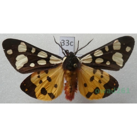 Arctia villica (Linnaeus, 1758) male Czech33c